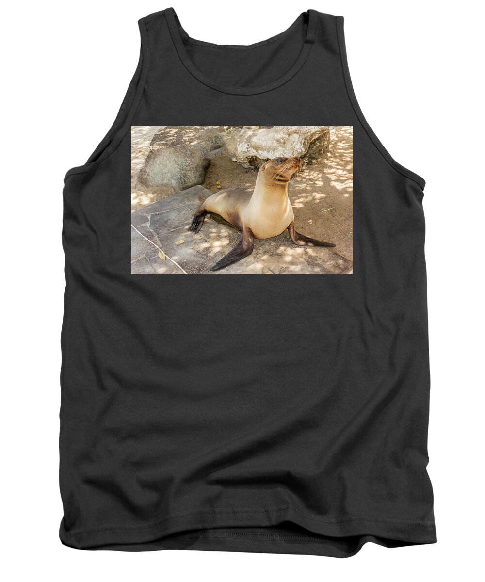 Seal Tank Top featuring the photograph Sea Lion on the beach, Galapagos Islands by Marek Poplawski