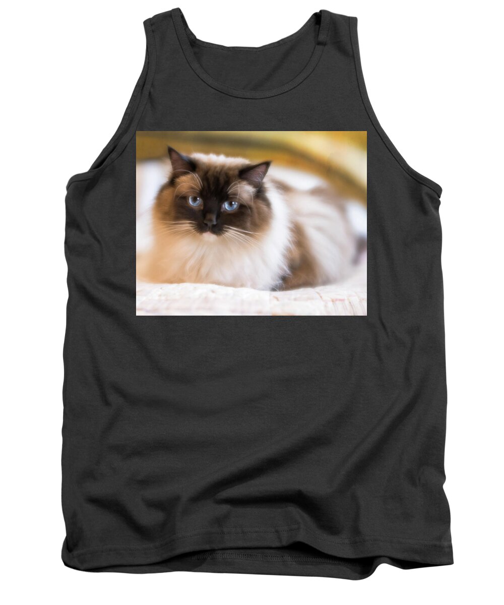 Cat Tank Top featuring the photograph Seal Point Bicolor Ragdoll Cat by Jennifer Grossnickle