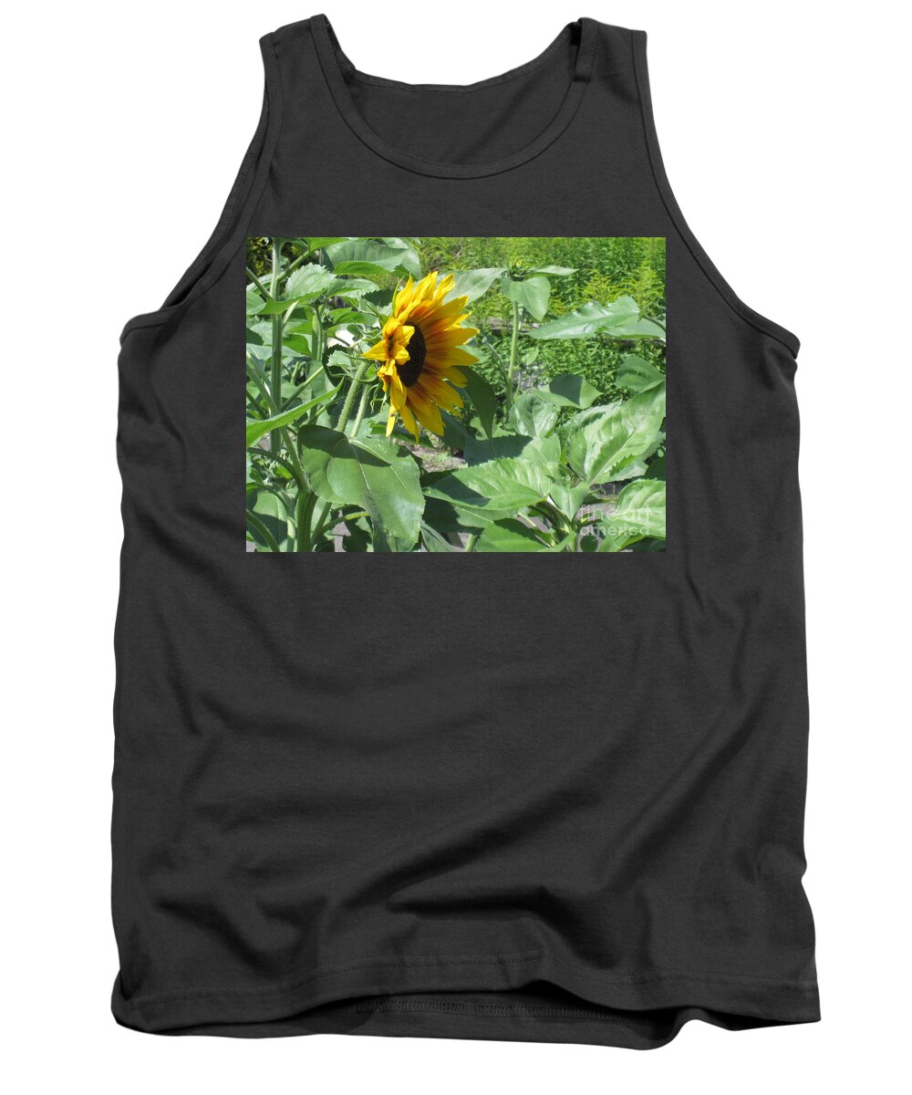 Sunflower Tank Top featuring the photograph Shy Sunflower by Brandy Woods