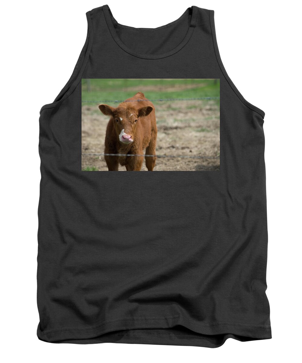 Skeptical Calf Barbed Wire Tank Top featuring the photograph Skeptical Calf Barbed Wire by Brooke Bowdren
