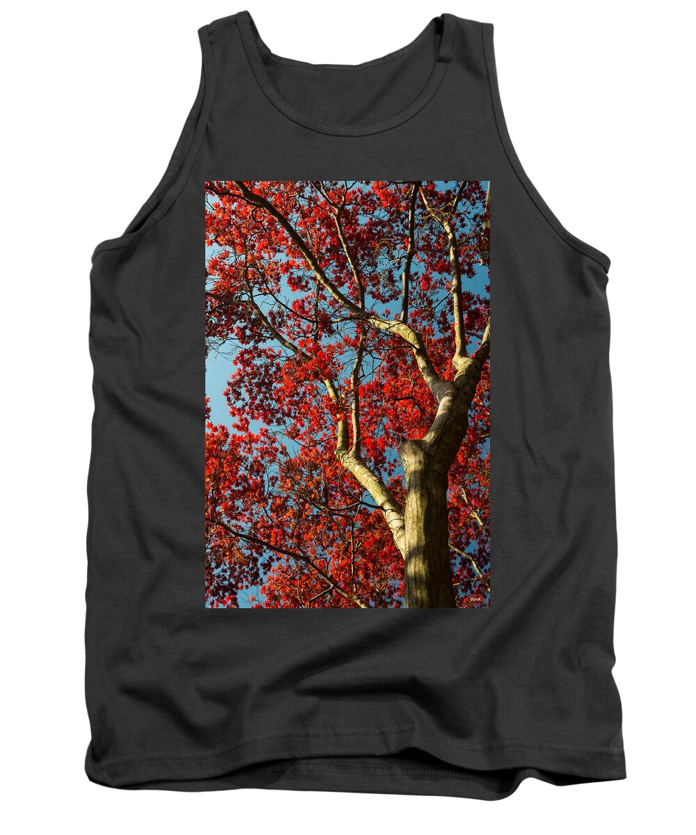 Red Maple Tank Top featuring the photograph Spring Maple by Dana Sohr