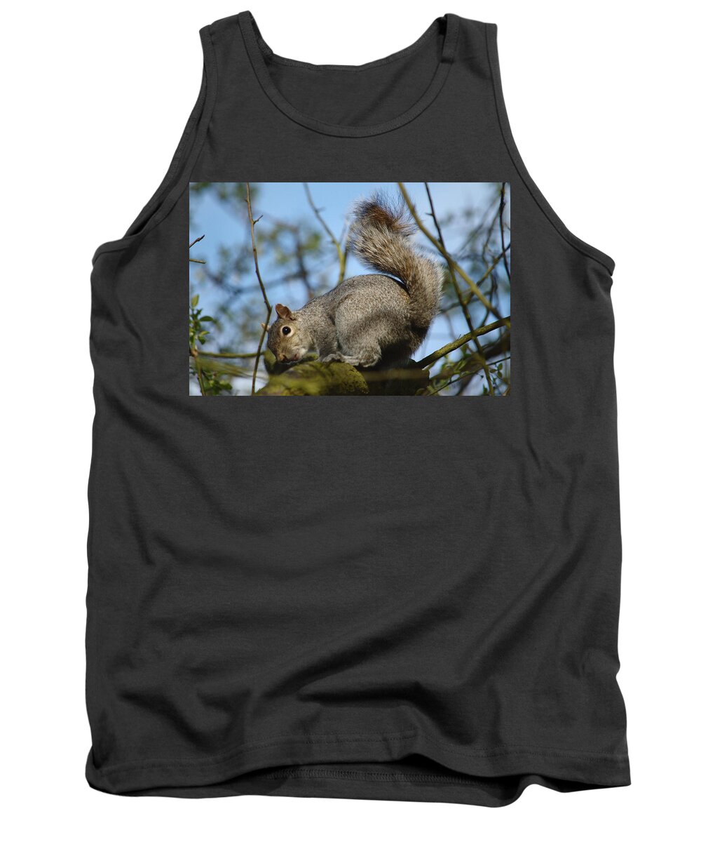 Squirrel Tank Top featuring the photograph Squirrel Glances Back by Adrian Wale