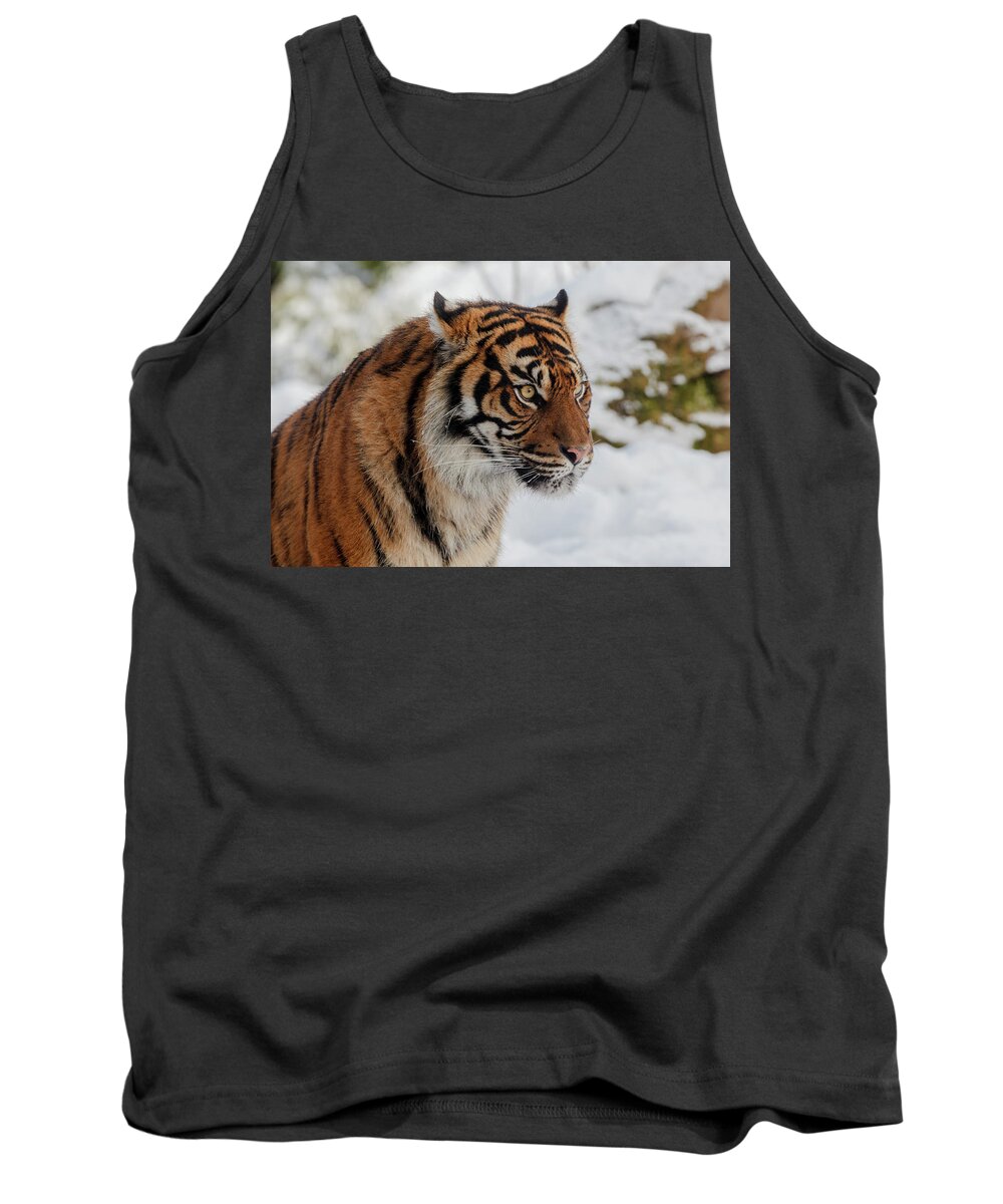 Animal Tank Top featuring the photograph Sumatran Tiger in the snow by Tim Abeln