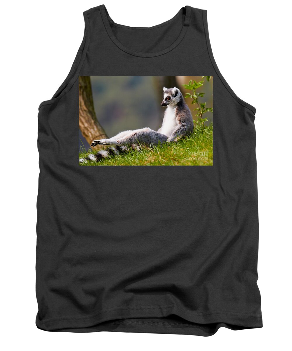 Animal Tank Top featuring the photograph Sun bathing Ring-tailed lemur by Nick Biemans