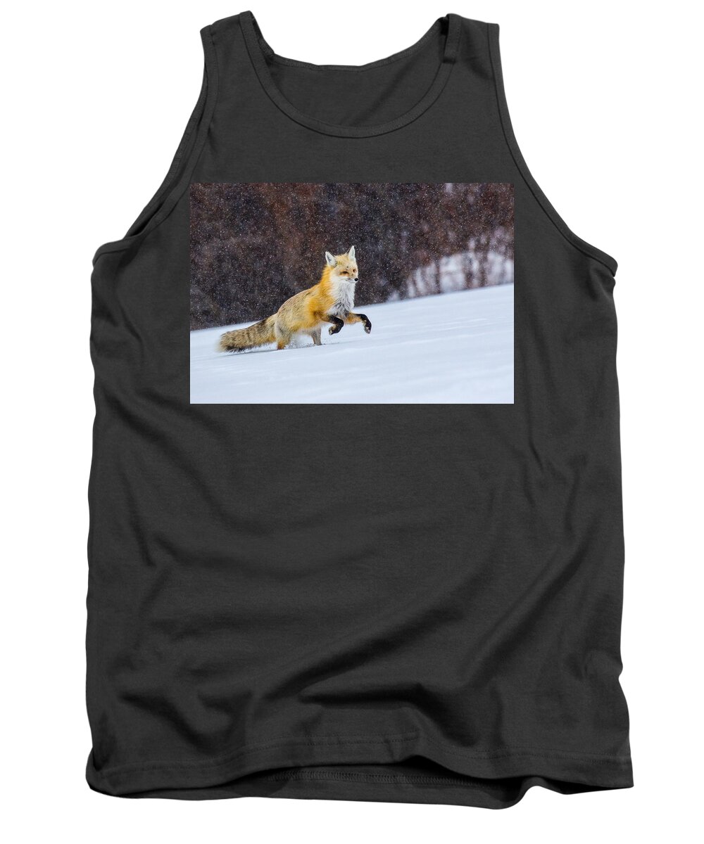 Fox Tank Top featuring the photograph Sunset Flakes by Kevin Dietrich