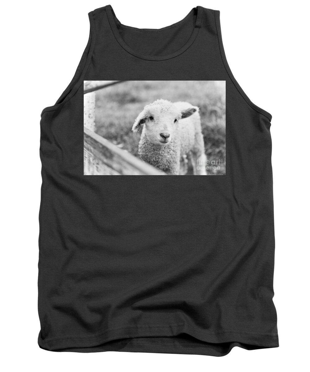 Sheep Tank Top featuring the photograph A Lamb by Lara Morrison