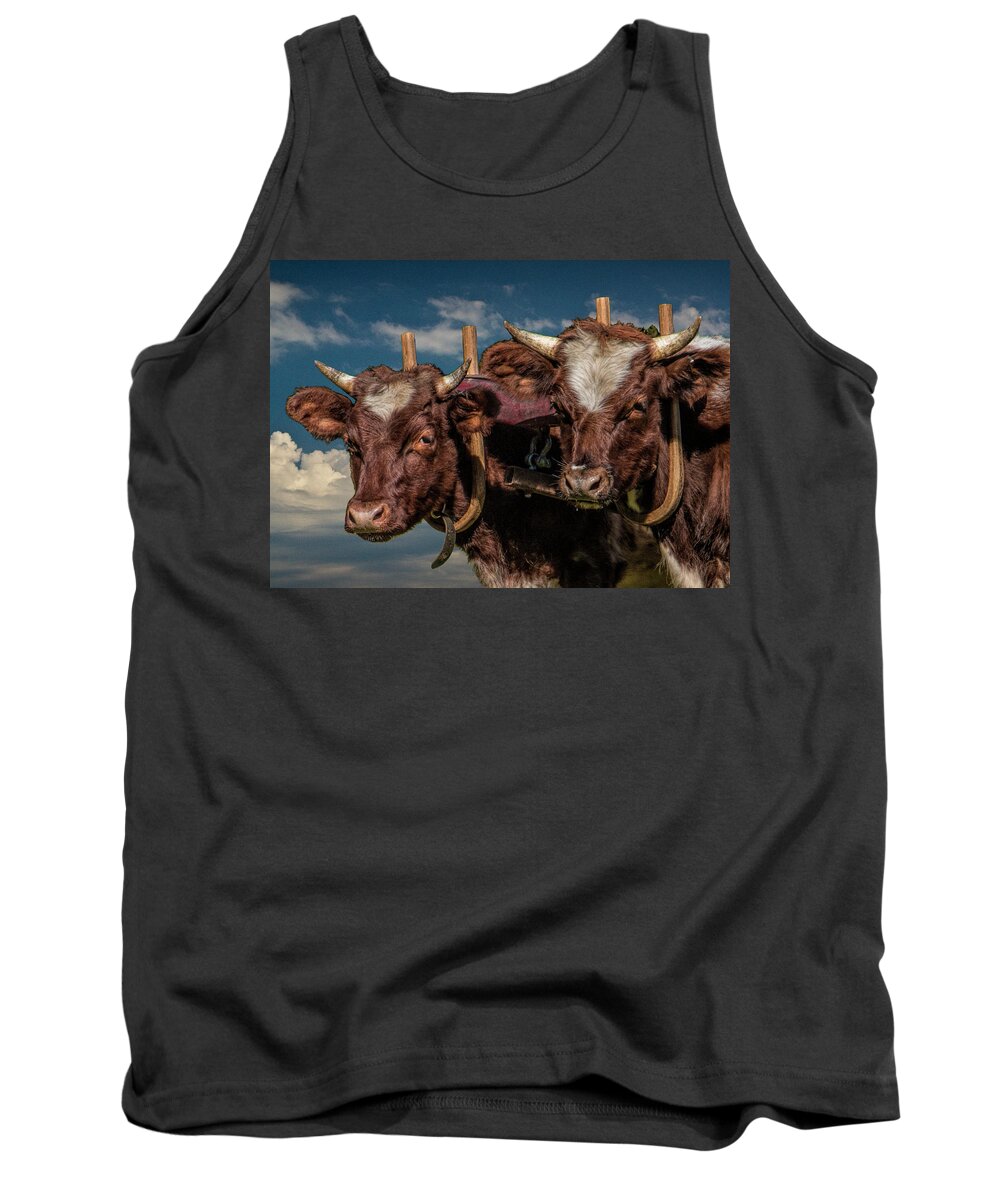 Cattle Tank Top featuring the photograph Team of Oxen by Randall Nyhof