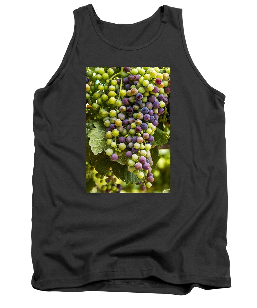 Colorado Vineyard Tank Top featuring the photograph The Art of Wine Grapes by Teri Virbickis