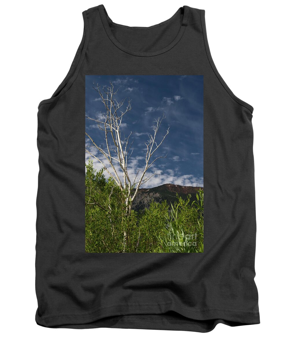 Sky Tank Top featuring the photograph The Lonely Aspen by Brandon Bonafede