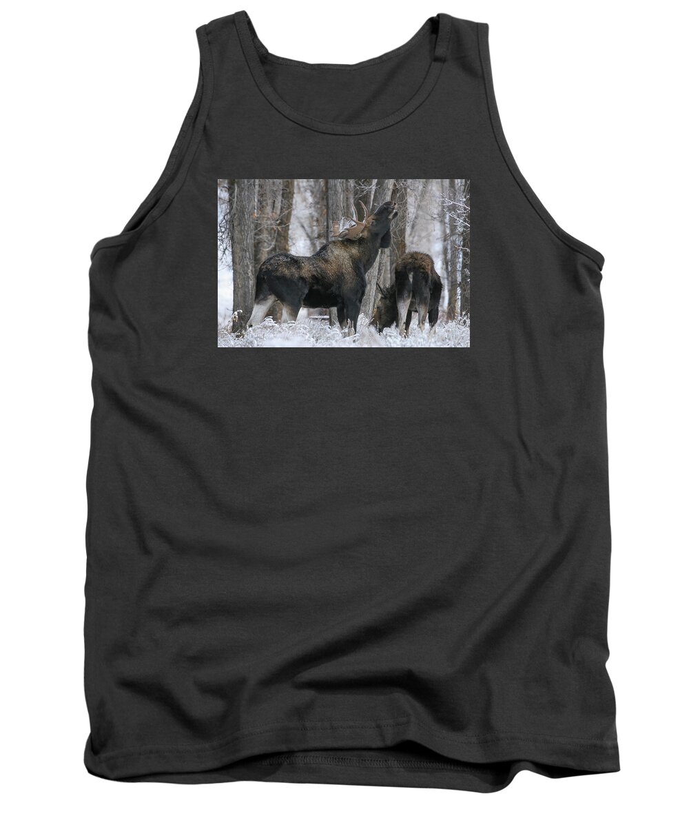 Flehmen Tank Top featuring the photograph The Rut by Gary Hall