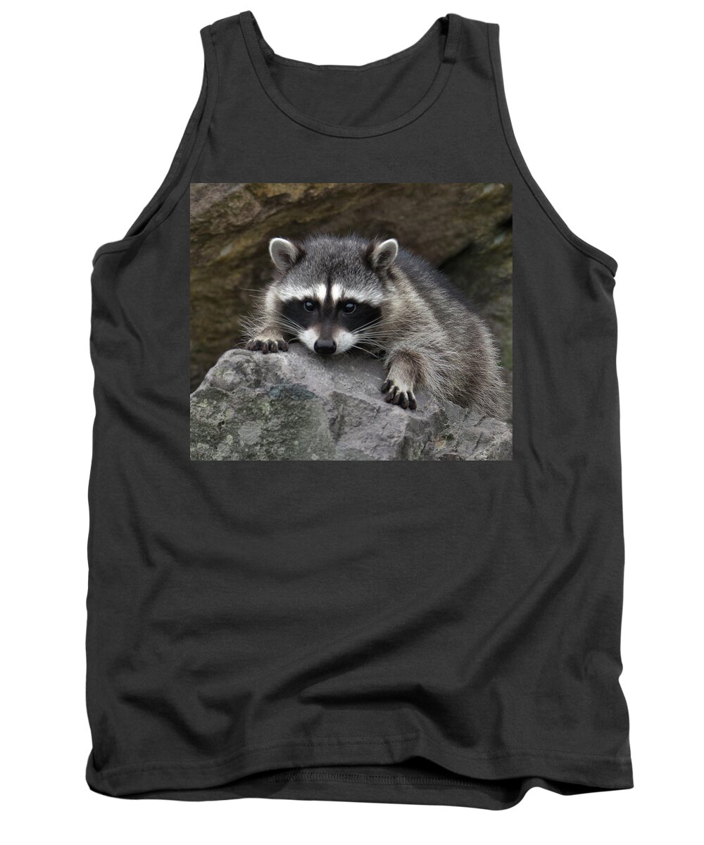 Raccoon Tank Top featuring the photograph The Stare by Jerry Cahill
