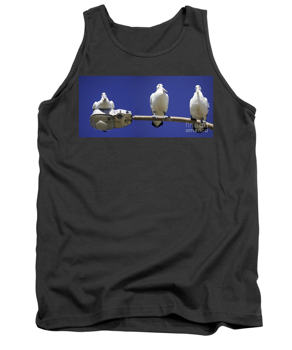 Australian White Pelicans Tank Top featuring the photograph Three pelicans on a lamp post by Sheila Smart Fine Art Photography
