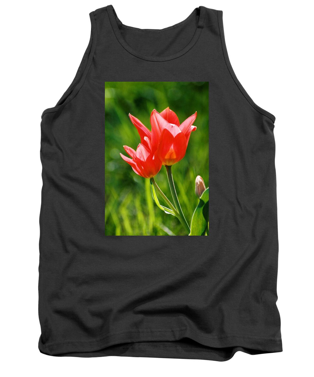 Flowers Tank Top featuring the photograph Toronto tulip by Steve Karol