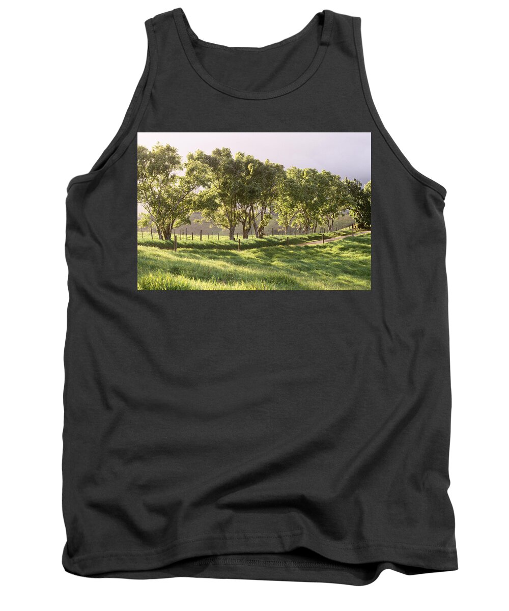 Beautiful Tank Top featuring the photograph Trees Along Country Road by Dana Edmunds - Printscapes