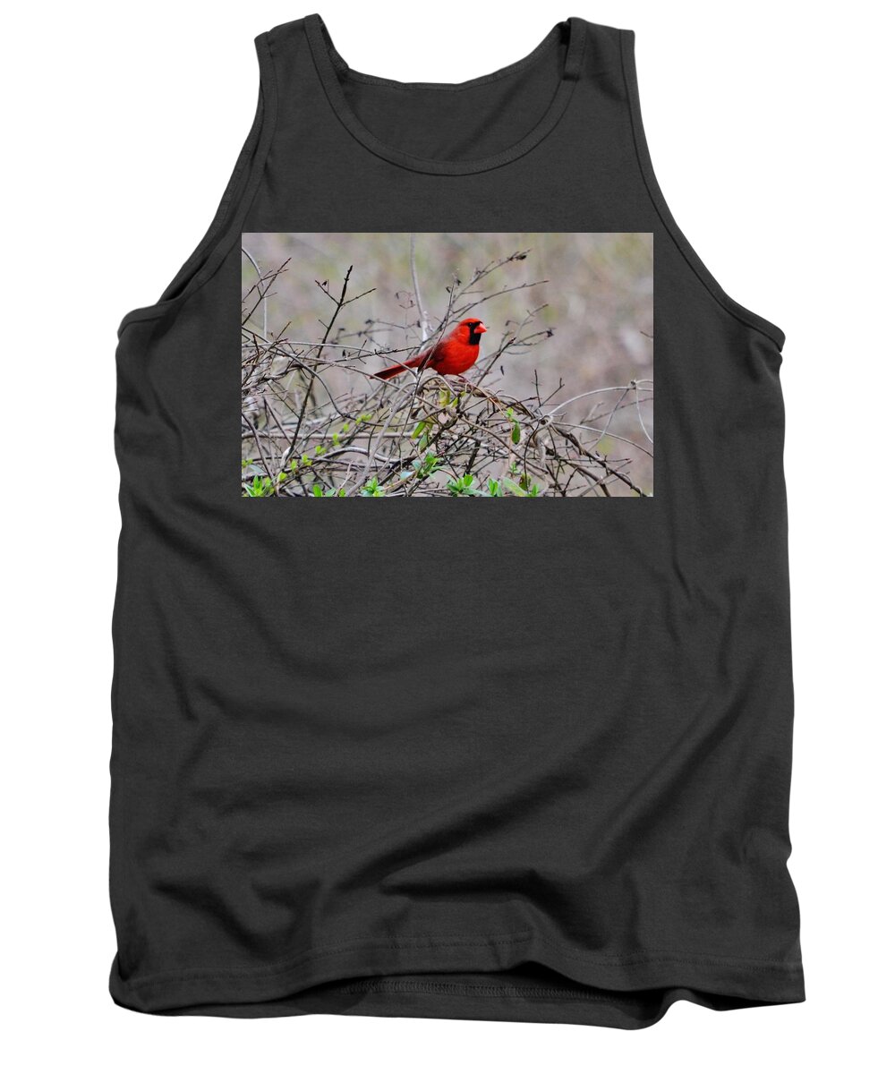 Cardinal Tank Top featuring the photograph Troy by Eileen Brymer