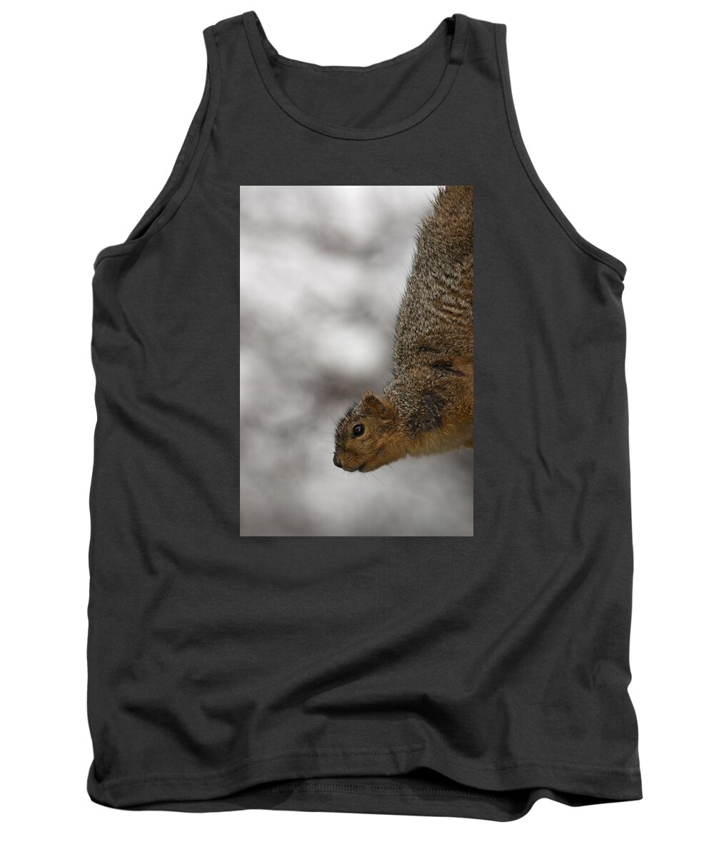 Squirrel Tank Top featuring the photograph Upside Down Hanging Squirrel by John Harmon