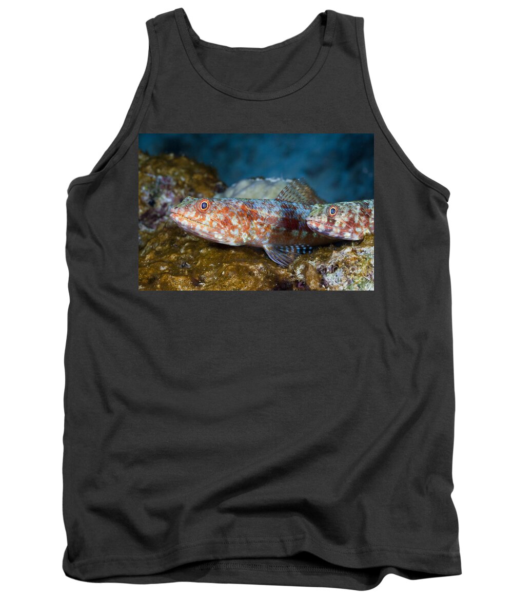 Variegated Lizardfish Tank Top featuring the photograph Variegated Lizardfish by Reinhard Dirscherl