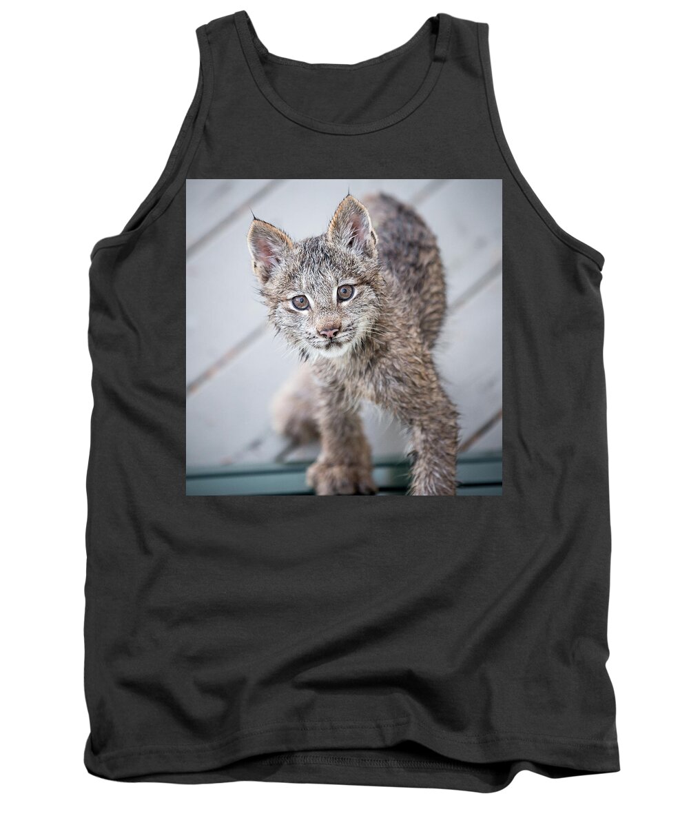 Lynx Tank Top featuring the photograph What ARE You by Tim Newton