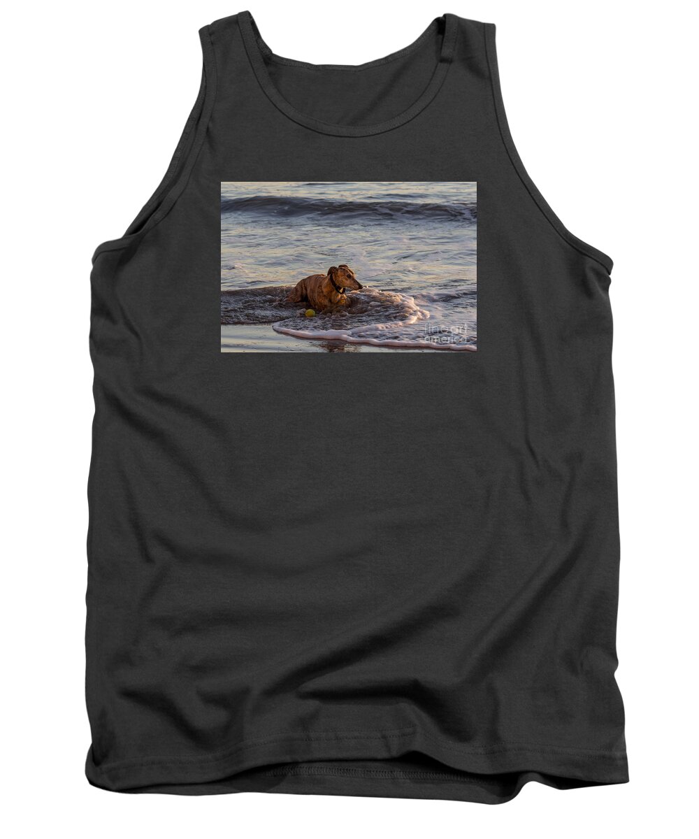 Whippet Tank Top featuring the photograph Whippet Cooling Off by Shawn Jeffries