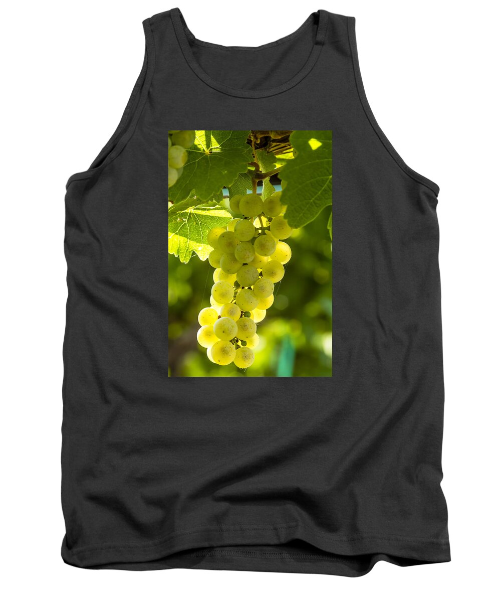 Colorado Vineyard Tank Top featuring the photograph White Wine Grapes Lit By the Sun by Teri Virbickis