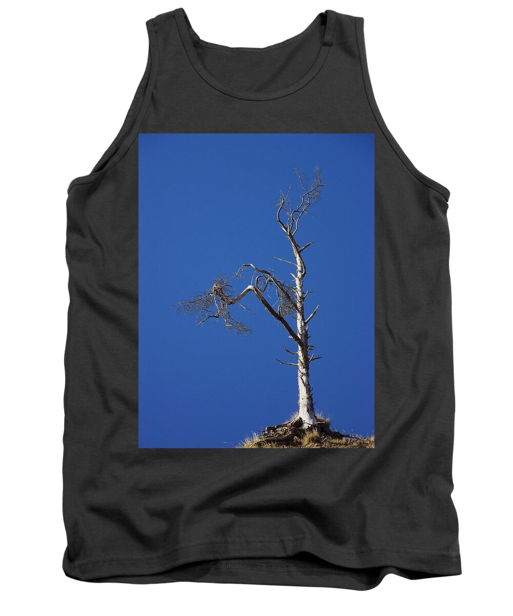 Weathered Tree Tank Top featuring the photograph Wind Warrior by Julie Rauscher
