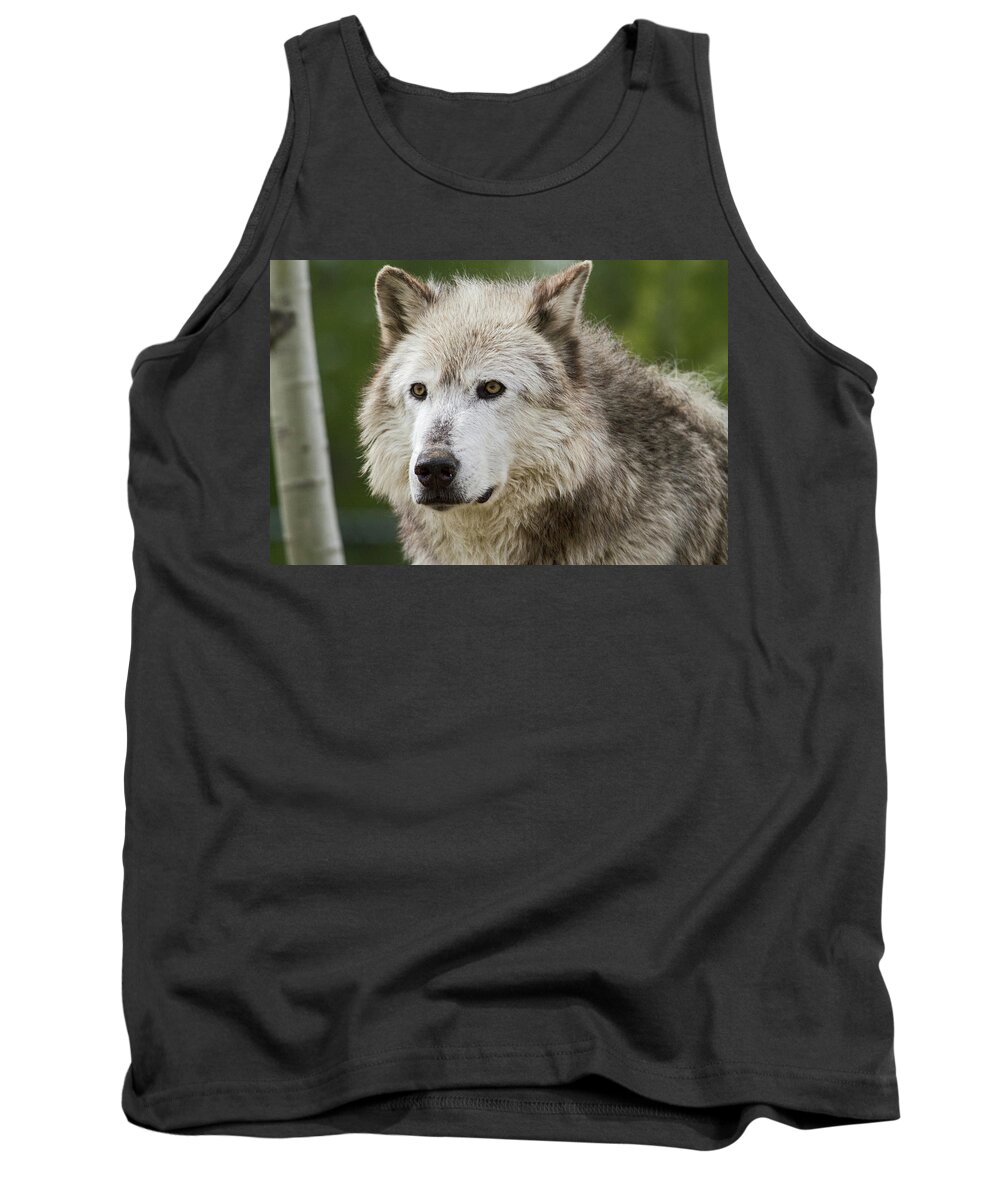 Wolf Tank Top featuring the photograph Wolf by Wesley Aston