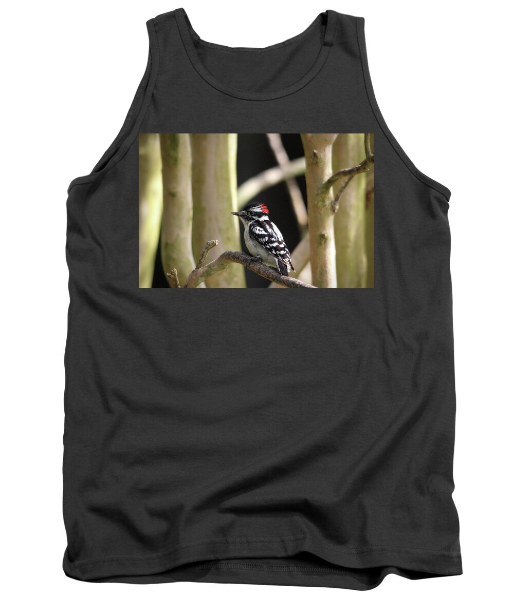 Birds Tank Top featuring the photograph Downy Woodpecker by Trina Ansel