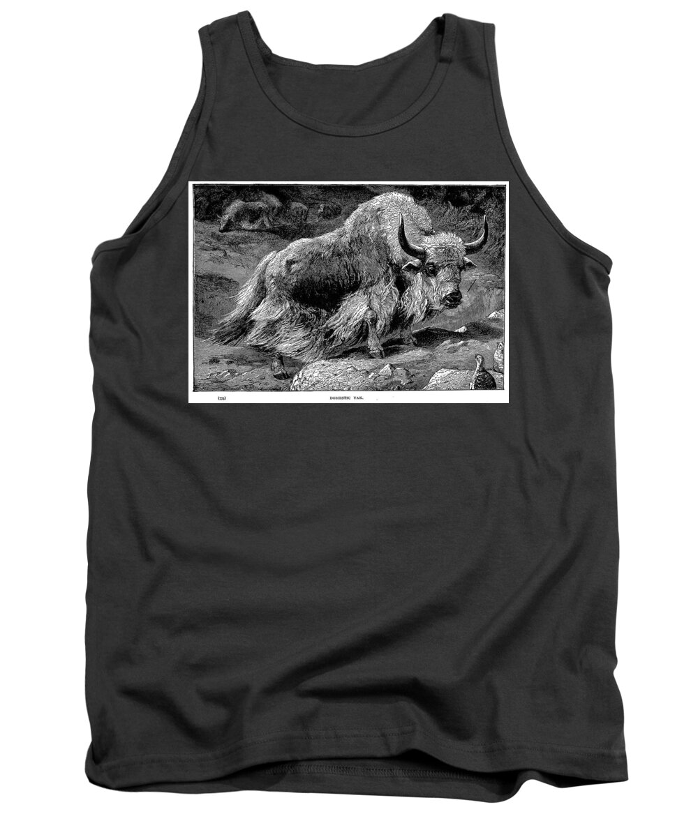 1899 Tank Top featuring the photograph YAK by Granger