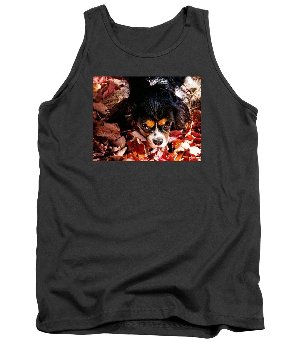 Tri Colored Cavalier King Chalres Spaniel Tank Top featuring the photograph Zoey - Look Into My Eyes by Gwen Gibson