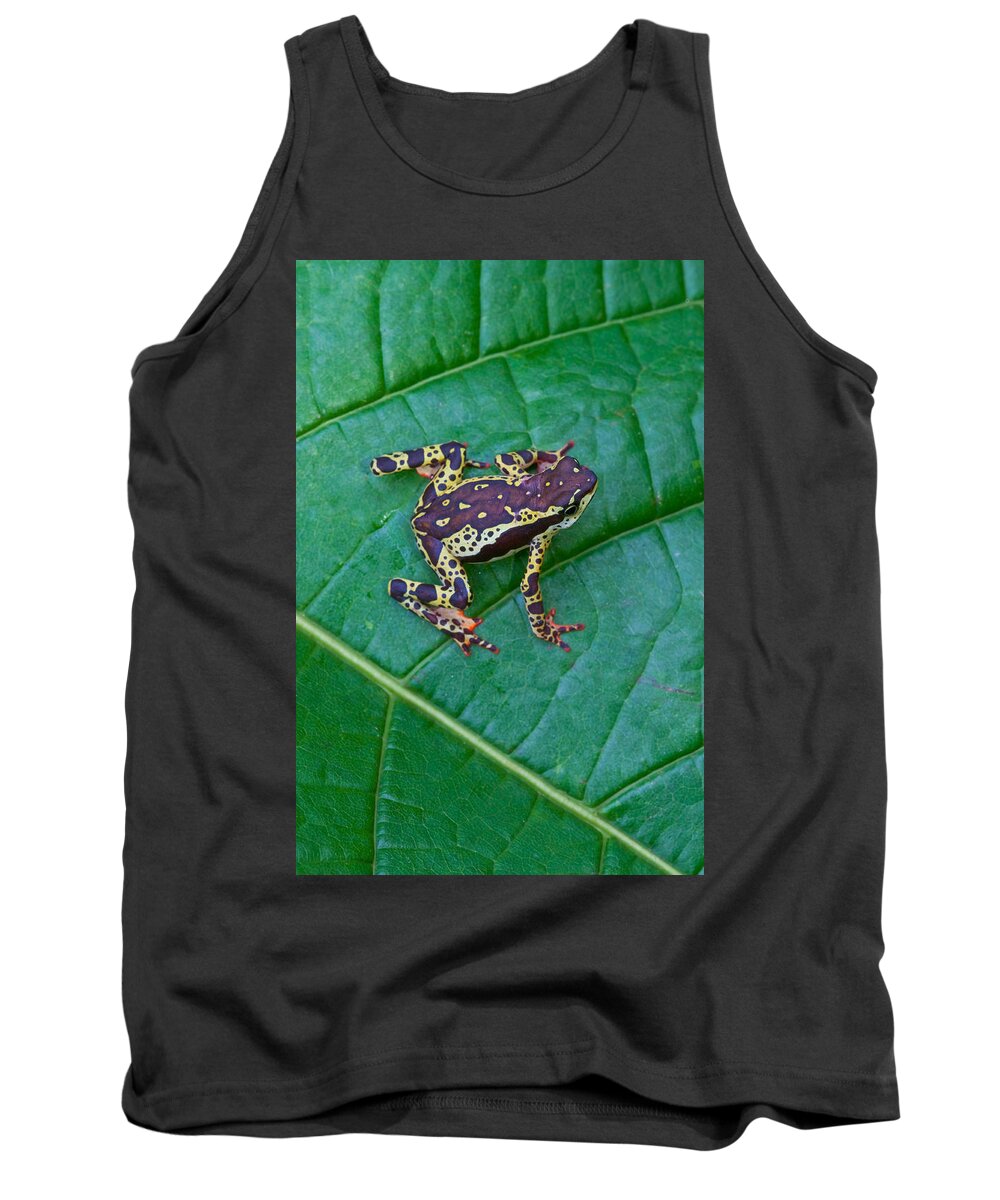 Amazon Harlequin Toad Tank Top featuring the photograph Amazon Harlequin Toad #1 by Michael Lustbader