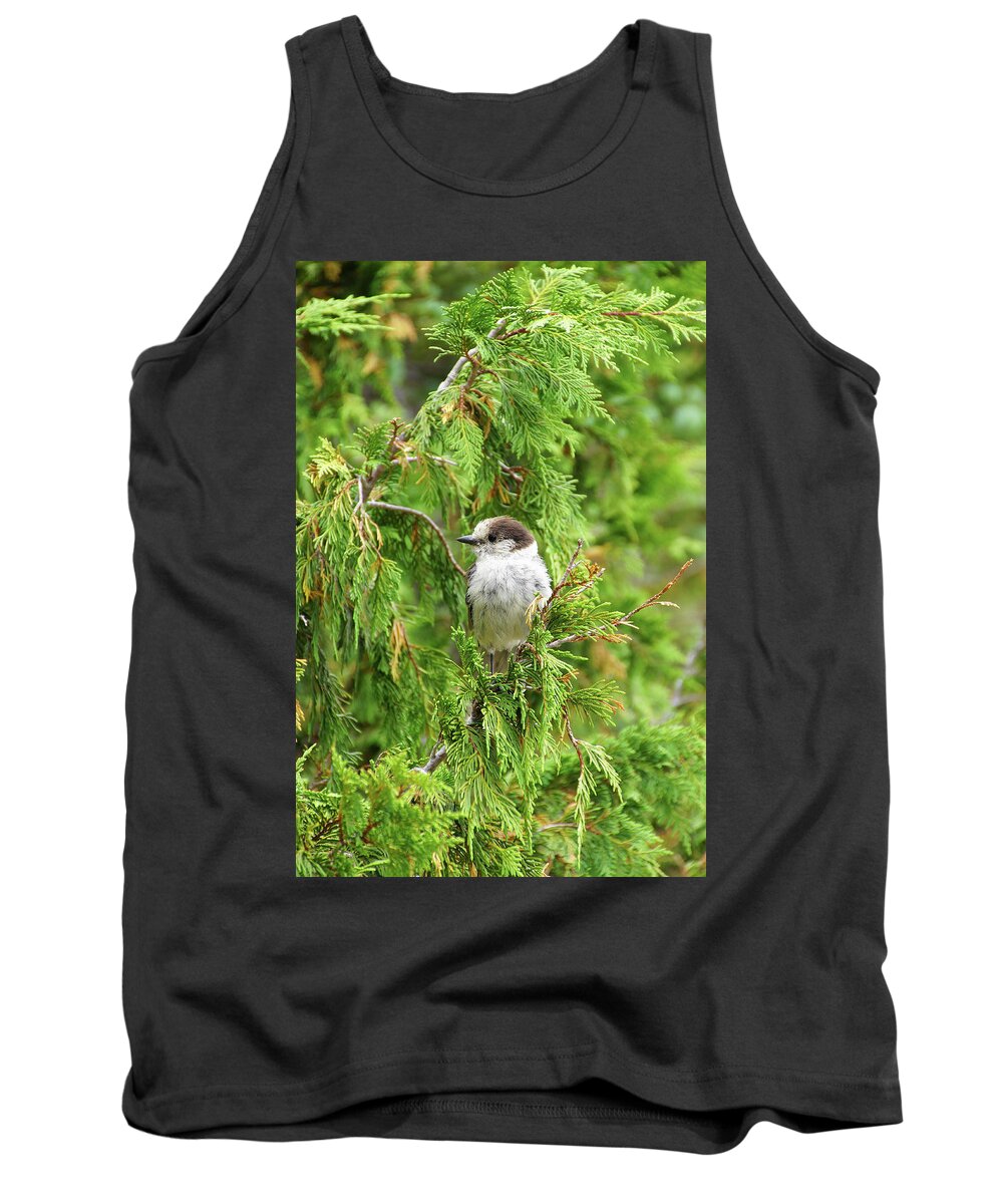 Jay Tank Top featuring the photograph Camprobber - the Gray Jay #1 by Steve Estvanik