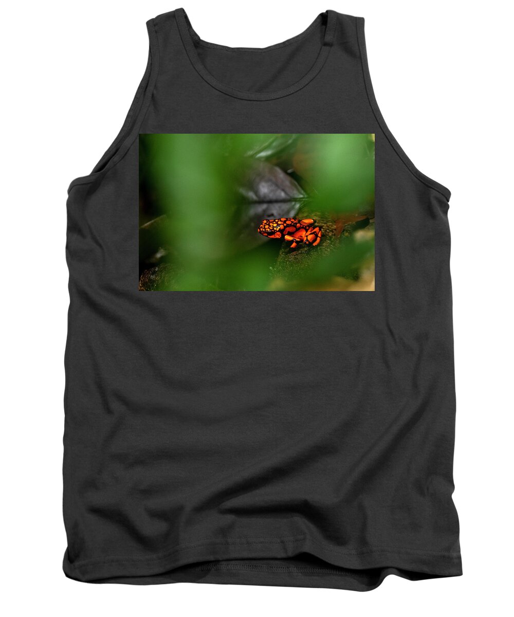 Animal Tank Top featuring the photograph Harlequin Poison Dart Frog Resting On Branch In Rainforest #1 by David Pattyn / Naturepl.com