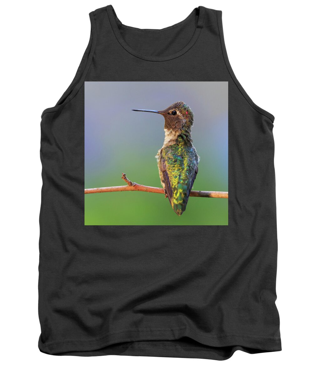 Animal Tank Top featuring the photograph Midsummer Night's Dream V - Male Anna's Hummingbird #1 by Briand Sanderson