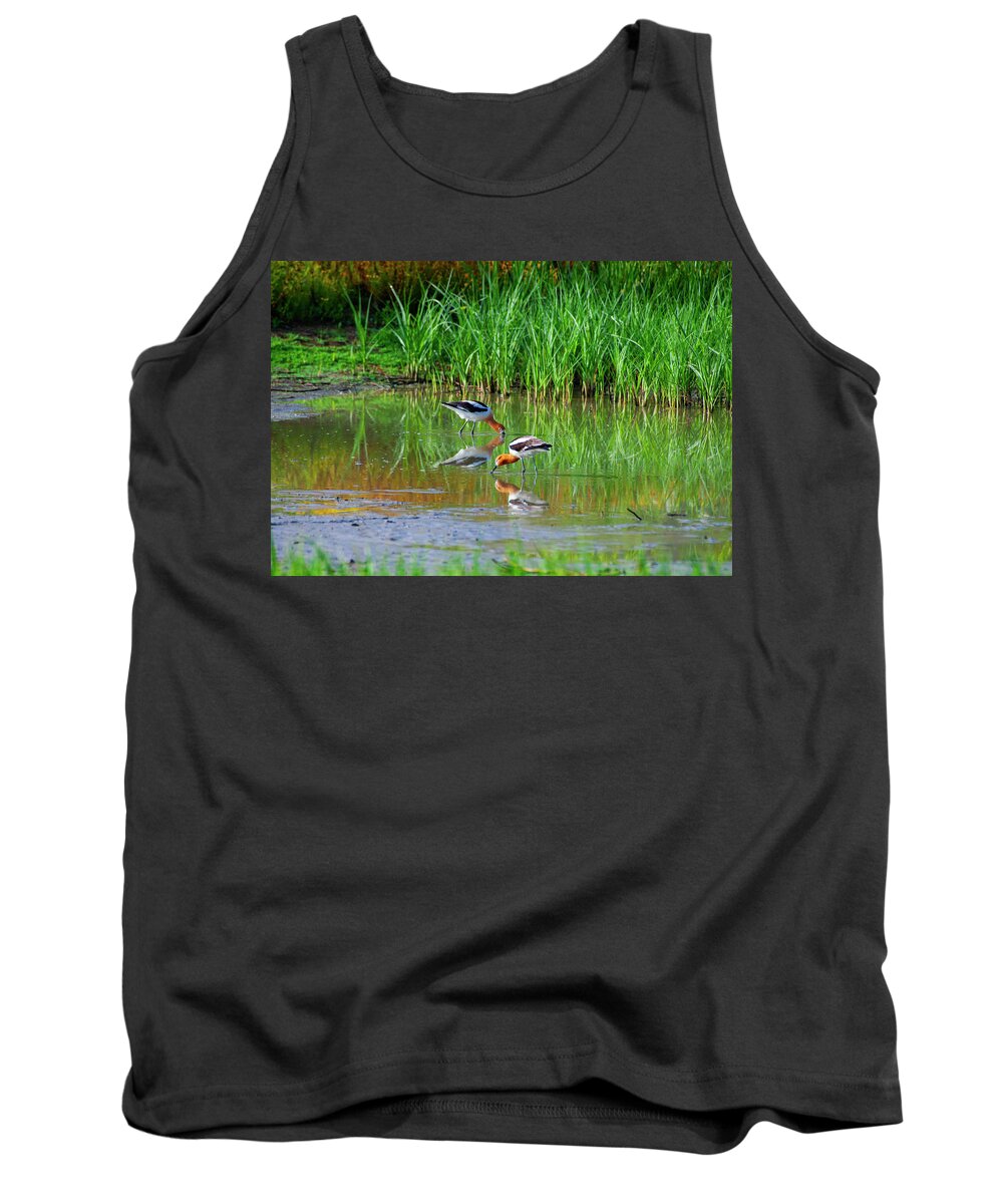 American Avocets Tank Top featuring the photograph American Avocets by Anthony Jones