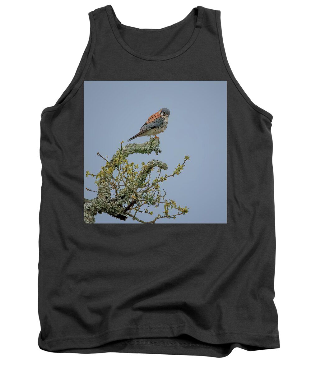 Falcon Tank Top featuring the photograph American Kestrel by JASawyer Imaging
