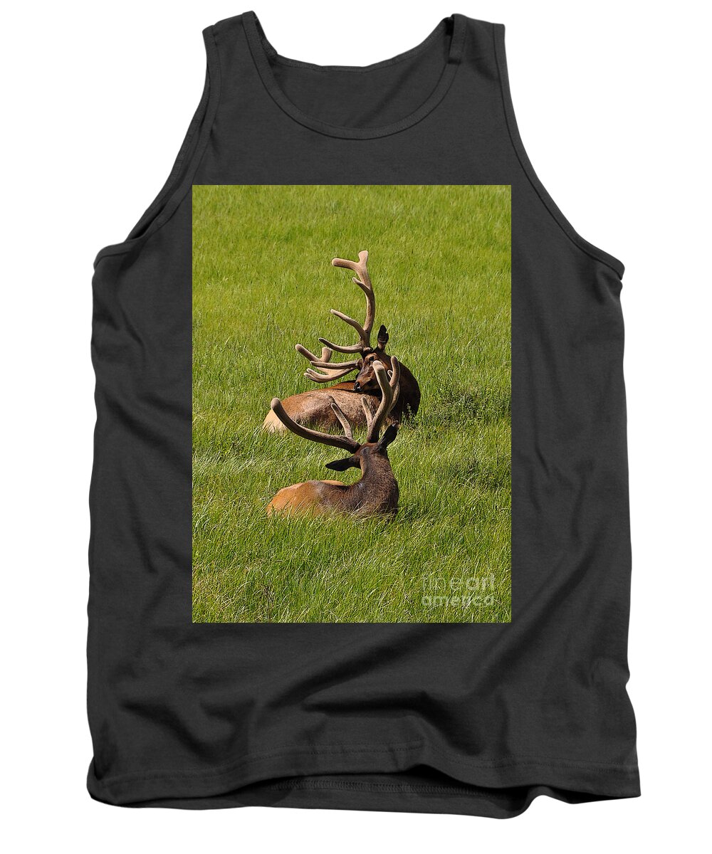 Yellowstone Tank Top featuring the photograph Antler Dancing by Randall Dill