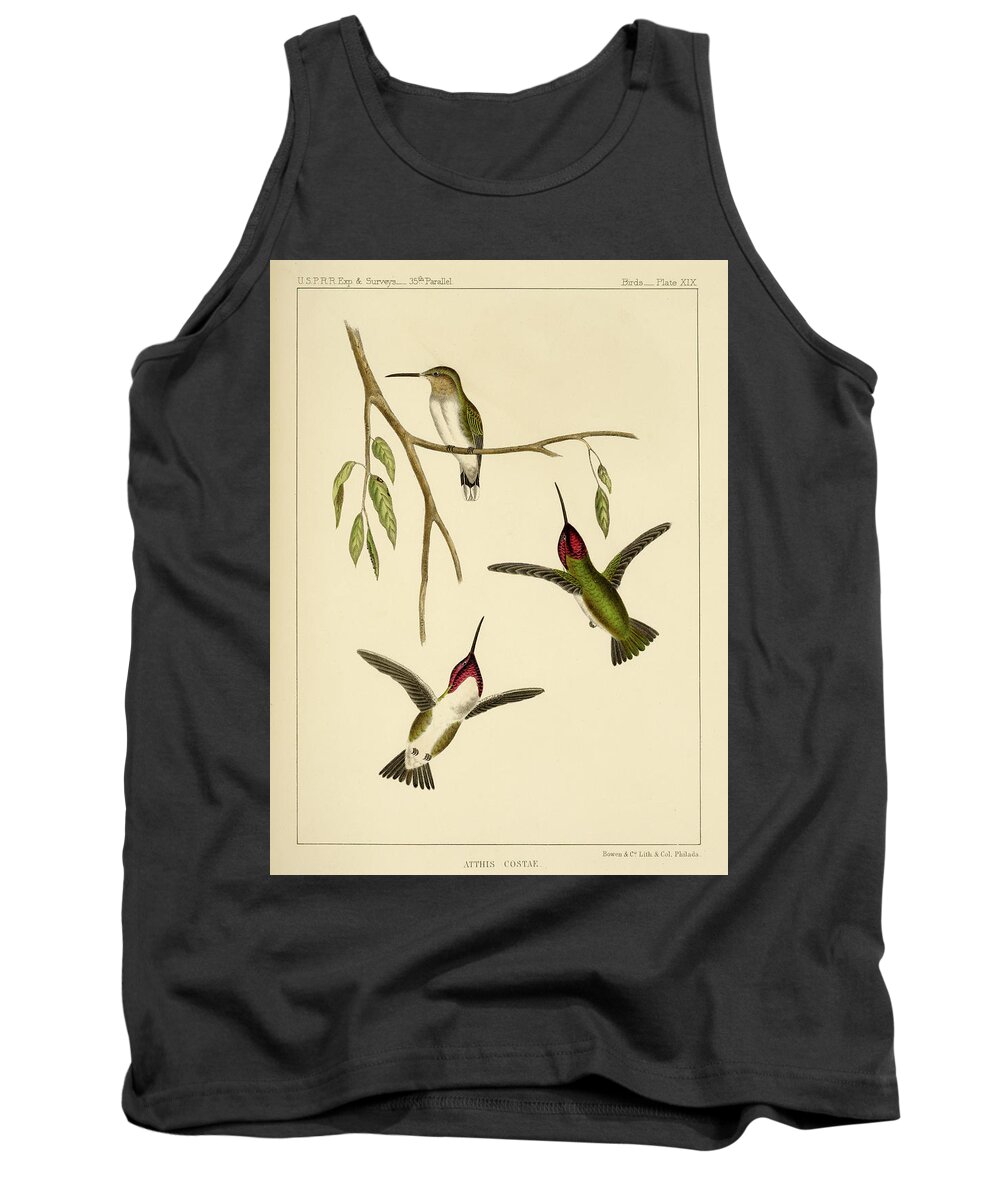 Birds Tank Top featuring the mixed media Atthis Costae by Bowen and Co lith and col Phila