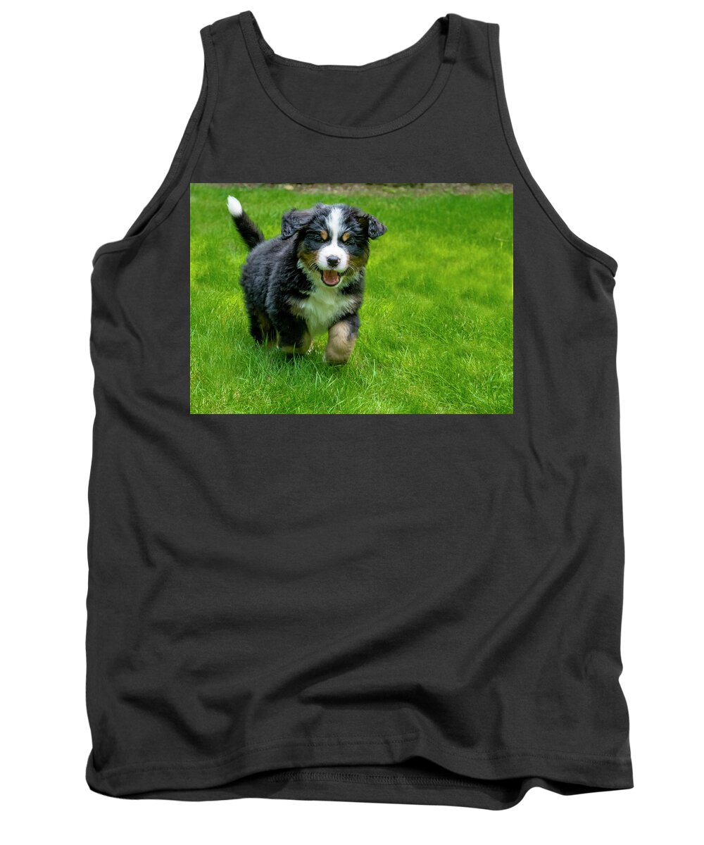 Dog Tank Top featuring the photograph Bernese Mountain Dog Puppy Running 2 by Pelo Blanco Photo