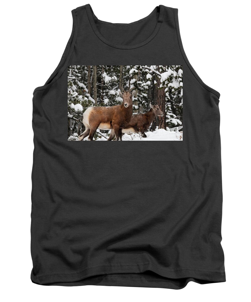 Wildlife Tank Top featuring the photograph Bighorn Sheep in Deep Snow by Steven Krull