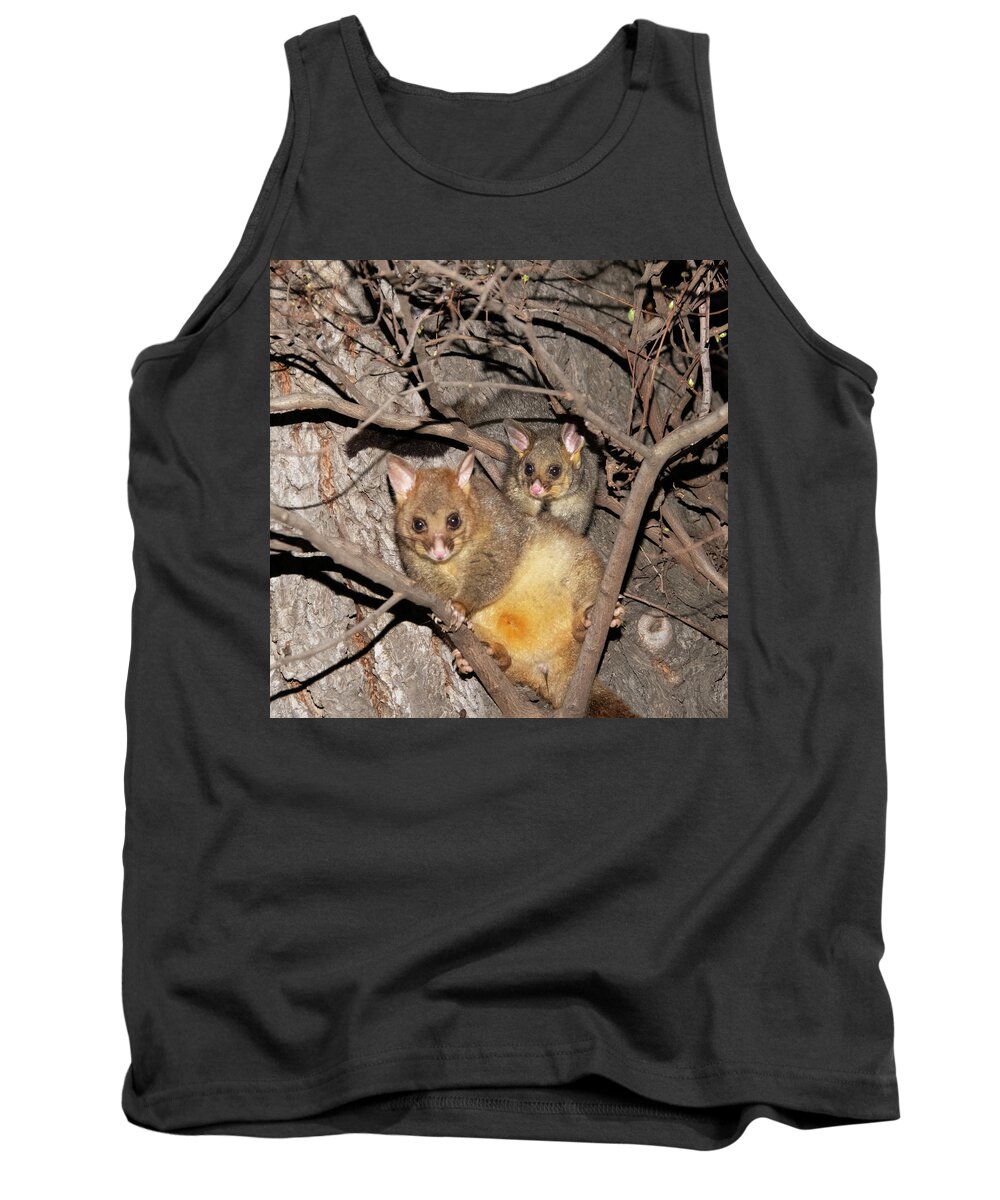 Brushtail Tank Top featuring the photograph Brushtail Possums by Patrick Nowotny