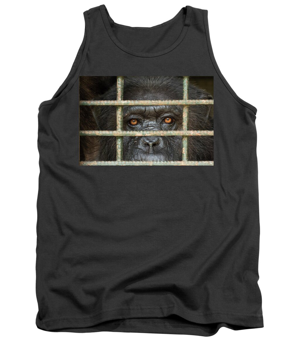 Gerry Ellis Tank Top featuring the photograph Chimpanzee At Limbe Wildlife Center by Gerry Ellis