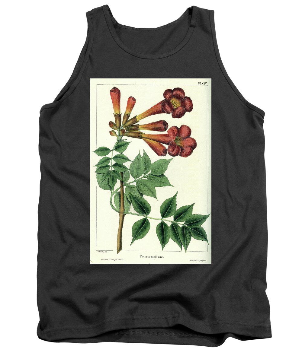 Common Trumpet Flower Tank Top featuring the drawing Common Trumpet Flower by Unknown