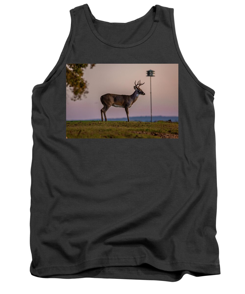 Whitetail Deer Tank Top featuring the photograph Early Morning Buck by David Wagenblatt