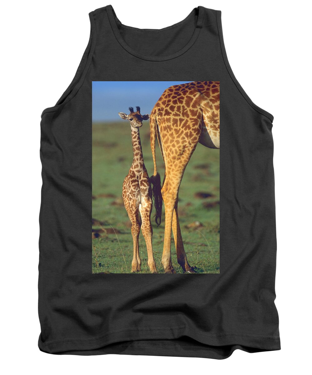 00586195 Tank Top featuring the photograph Giraffe Calf And Mother, Africa by Tim Fitzharris