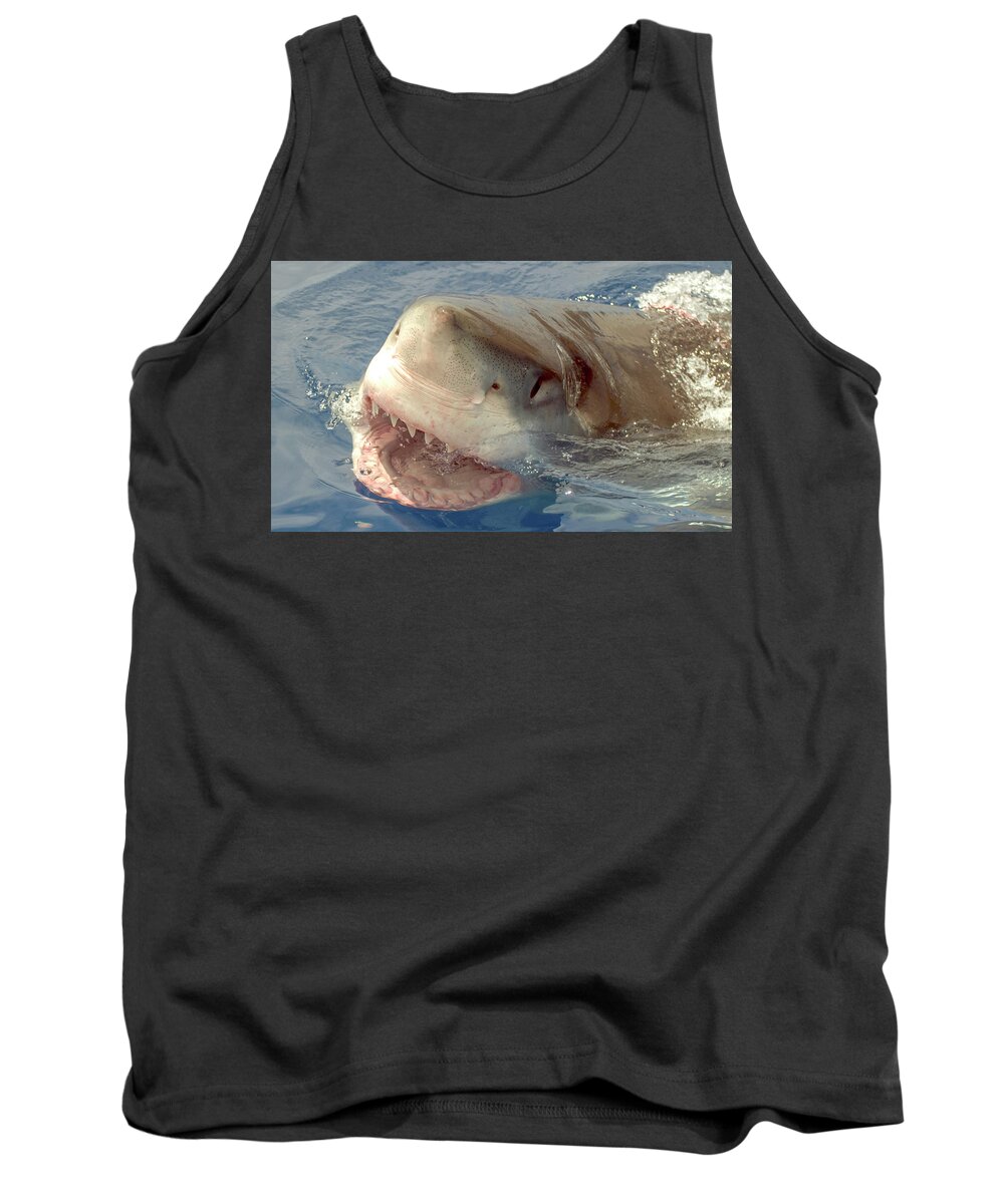 Shark Tank Top featuring the photograph Great White Shark by David Shuler
