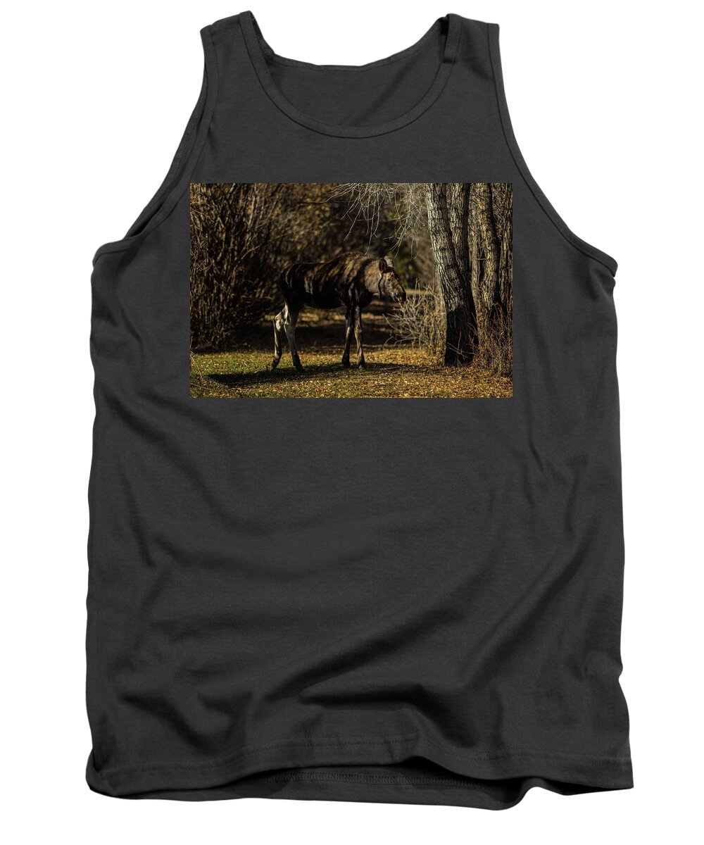 Calf Tank Top featuring the photograph Moose conection by Julieta Belmont