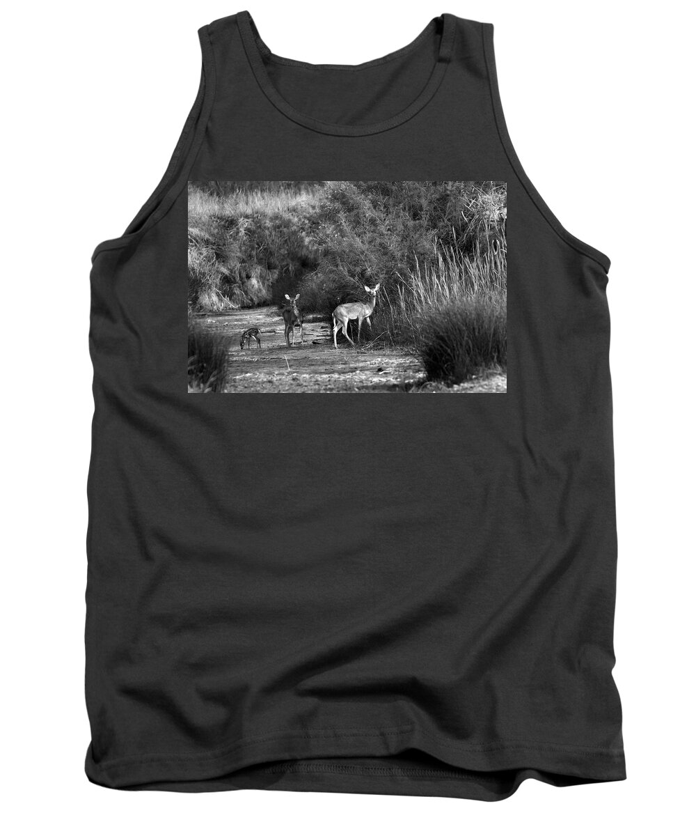 Richard E. Porter Tank Top featuring the photograph Morning Drink - Deer, Palo Duro Canyon State Park, Texas by Richard Porter