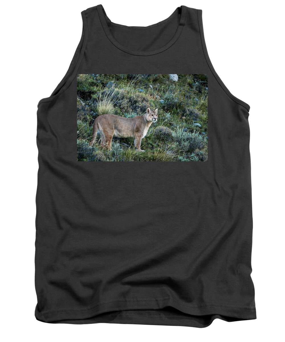 Sebastian Kennerknecht Tank Top featuring the photograph Mountain Lion In Torres Del Paine by Sebastian Kennerknecht