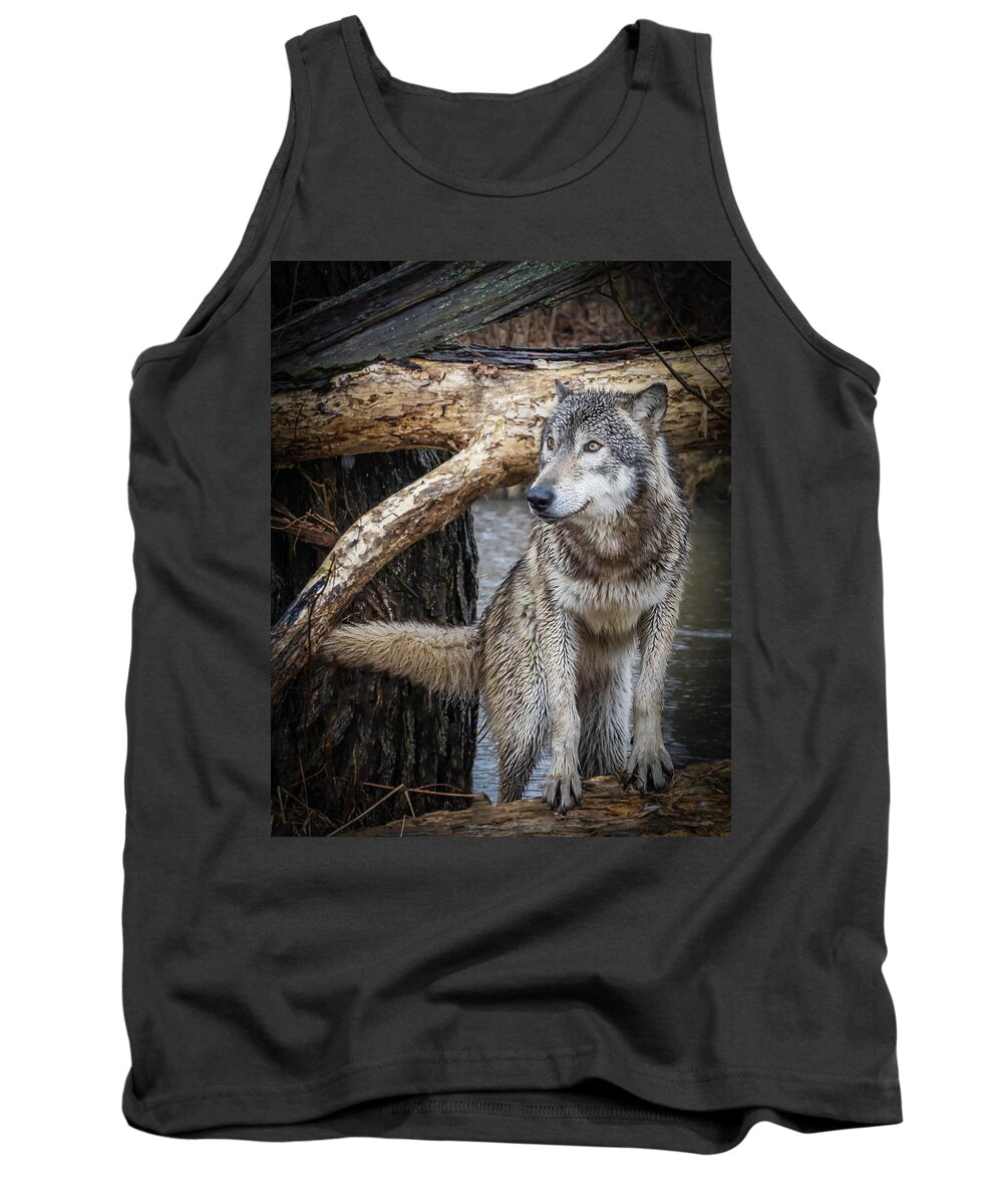 Wolf Wolves Tank Top featuring the photograph My Favorite Pose by Laura Hedien