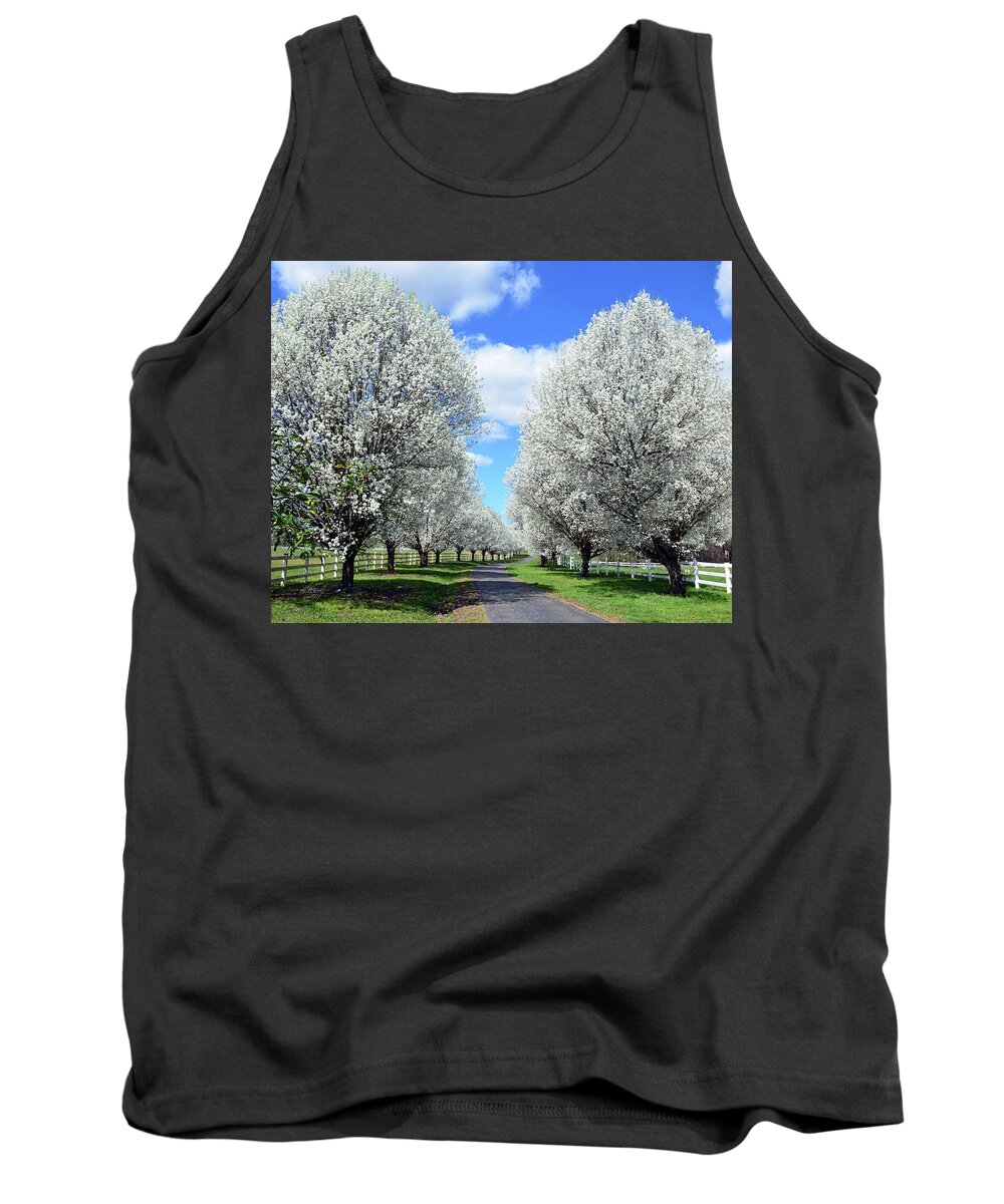 Bradford Pear Trees Tank Top featuring the photograph Paradise Lane by Michael Frank